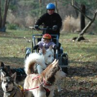 A patient sled dog team.