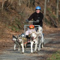 Hard working sled dogs.