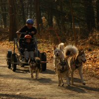 Dryland dog sledding.