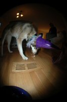 Zoe celebrates the holidays, trading her dog sledding harness for a princess hat.