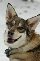 Zoe , our female snow dog, waits patiently during a break from the dog sledding action.