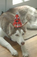 Sobo, our lead sled dog in training, trades his dog sled harness for a party hat.  He is also available for Bar Mitzvahs and Bat Mitzvahs, corporate functions, and birthday parties.