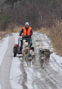 Dryland dog sledding near Phillips, Maine.