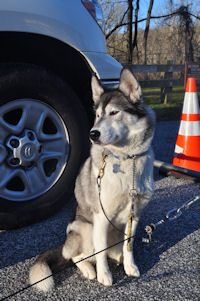 Vale is a command trained sled dog