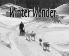 Come check out Maryland's winter wonderland with Maryland Sled Dog Adventures LLC.