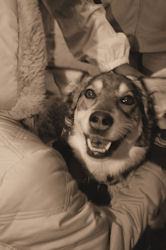 Zoe, our Alaskan husky, gets a hug.
