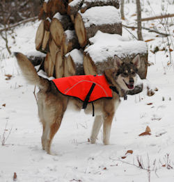 Zoe, our Alaskan husky, enjoys the snow.