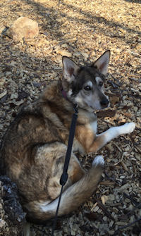 Zoe relaxes during a walk on the NCR trail