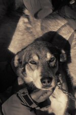 Zoe, our Alaskan husky, gets a hug.