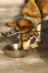 Zoe hydrating herself between dog sledding runs.