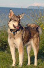 Zoe, our Alaskan husky, after running on the beach.