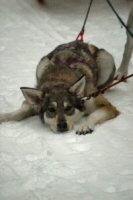Zoe was one tired sled dog after dog sledding at Eden Mountain, Vermont.