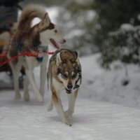 Zoe, our lead dog, is one of our hardest working sled dogs.