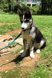 Zoom is our newest sled dog