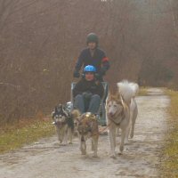 Catherine and the team dog sledding in northern Baltimore County.