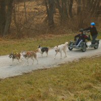 Dog sledding north of Gunpowder Falls.