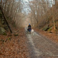 Sled dog team passes through a scenic section of the trail.