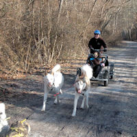 Sled dogs look excited