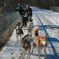 Catherine and the team dog sledding in northern Baltimore County.