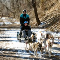 Home school dog sledding program.