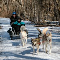 Home school dog sledding program.