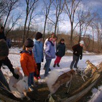 Meeting the sled dogs