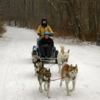 A guest driving the dryland dog sled rig.
