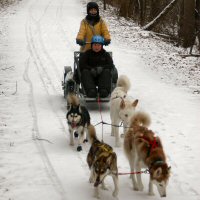 drland dog sledding in Northern Baltimore