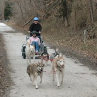 Dryland dog sledding