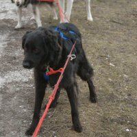 Bear looks ready