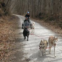 Non traditional sled dog