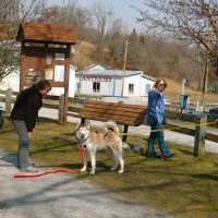 Ground training is important for sled dogs.
