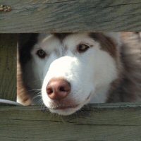 Phoenix waits patiently
