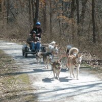 Dryland dog sledding