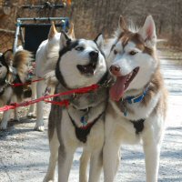 Gryffin and Phoenix