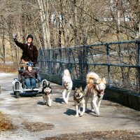 Thumbs up for dryland dog sledding