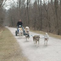 Dryland dog sledding through Northern Baltimore county.