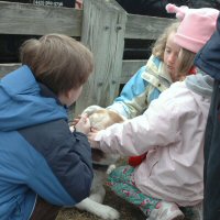 Meet the sled dogs
