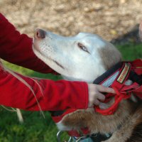 Sobo lays his ears back