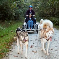 Dryland dog sledding on the Torrey C Brown trail.