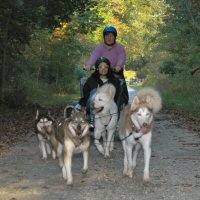 Dryland dog sledding north of Baltimore, Maryland.