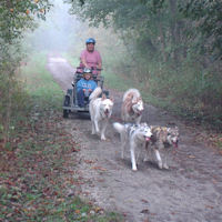 dryland dog sledding in the fog