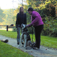 Introducing Wolfie to dog powered sports.