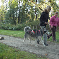 Wolfie practices pulling a load.