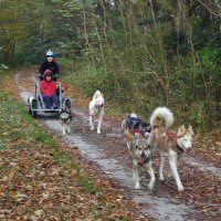 Enjoying the fall colors while dryland dog sledding.