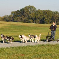 Six dog dryland dogsledding team.