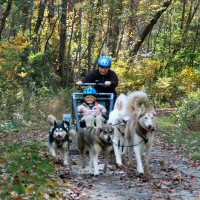 Dog team races down the trail
