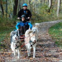 Run what you brung dryland dog sledding.