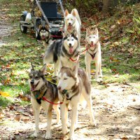 The dryland dog sledding team looks on attentively.