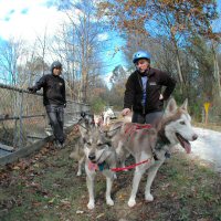 Dryland dog sledding near Monkton, Maryland.